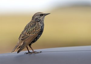 Starling