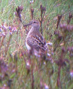 Pectoral Sandpiper (phonescoped)