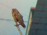 phonescoped LE Owl