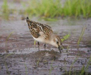 Little Stint