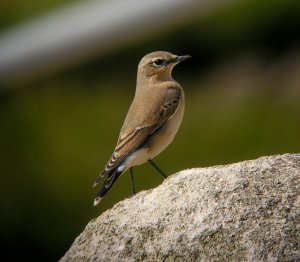 Wheatear