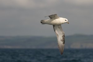 Northern Fulmar