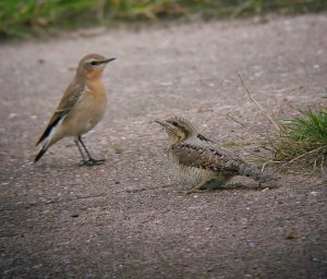 The wryneck and the wheatear
