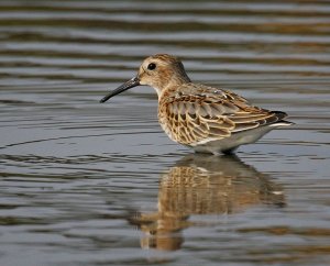 Dunlin ( Calidris alpina )