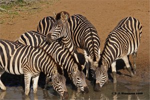 Stripes at the water hole