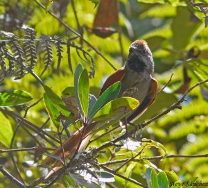 Azara's Spinetail