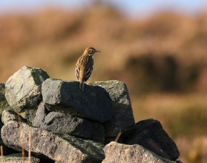 sunrise meadow pipet