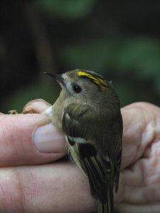 Gorgeous Goldcrest