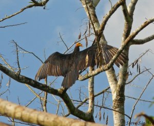 Greater Yellow Headed Vulture