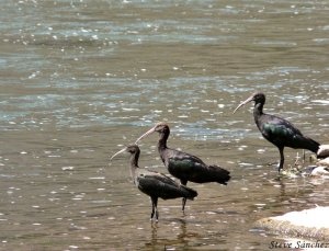 Puna Ibis