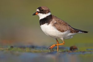 Semipalmated Plover