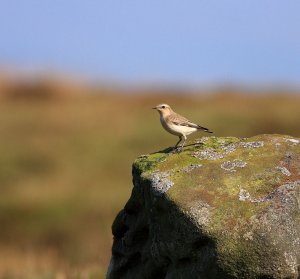 bowland knotts wheatear