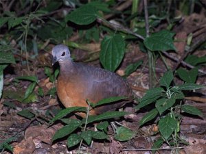 Little Tinamou