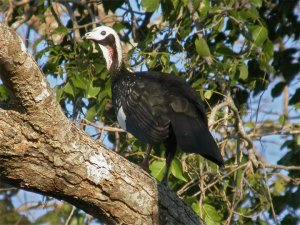 Red-throated Piping Guan