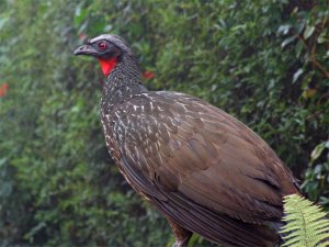 Dusky-legged Guan