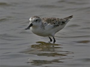 Spoon-billed Sandpiper