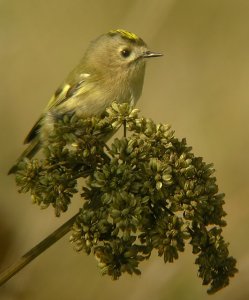 Goldcrest