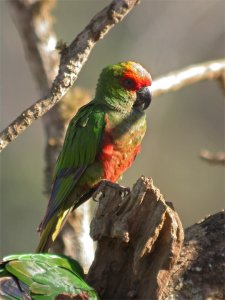 Golden-capped Parakeet