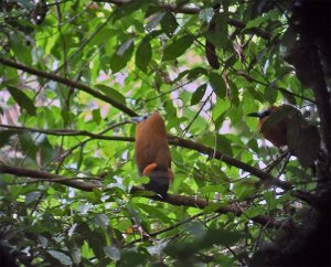 Capuchinbird