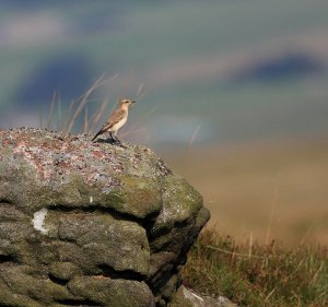 rock (wheatear)