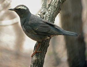 Siberian Thrush