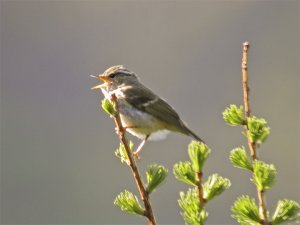 Chinese Leaf Warbler -DB