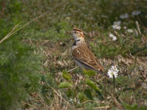 Mongolian lark - DB