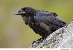 Common Raven II