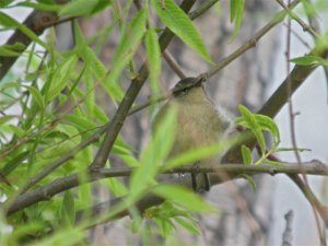 White-tailed Leaf Warbler - DB