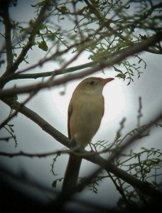 Thick-billed warbler - DB