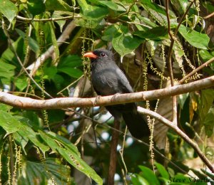 Black Fronted Nunbird