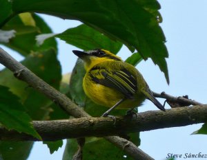 Yellow Browed Tody Flycatcher