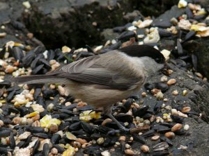 Willow Tit