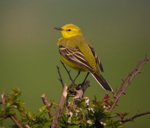 Yellow Wagtail