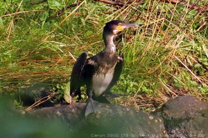 Cormorant on the Garnock