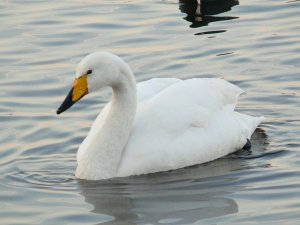 Whooper Swan