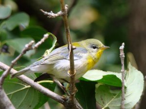 Northern Parula