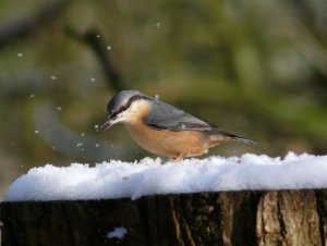 Nuthatch