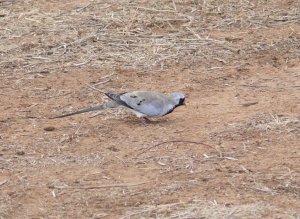 Namaqua Dove