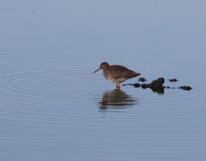 morning ripples(red shank)