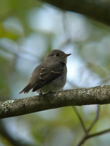 Dark-sided flycatcher