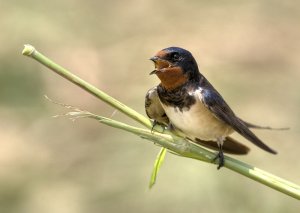 Barn swallow (HDR)