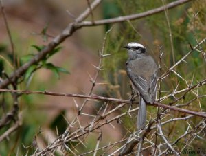 White Browed Chat-Tyrant