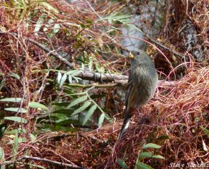 Band Tailed Seedeater