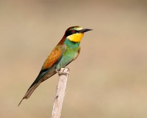 European bee-eater