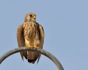 Common kestrel