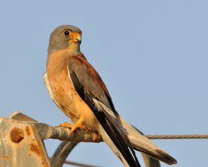 Lesser kestrel