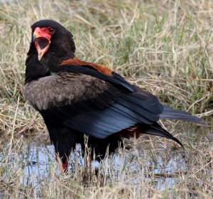 Bateleur, Short-tailed Eagle