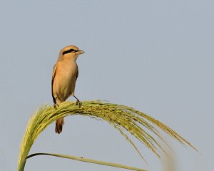 Isabelline shrike