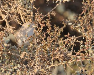 Desert warbler